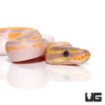 Baby Banana Enchi Pied Ball Python For Sale - Underground Reptiles