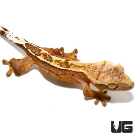 Baby Burnt Orange Reverse Pin Quadstripe Crested Gecko For Sale - Underground Reptiles
