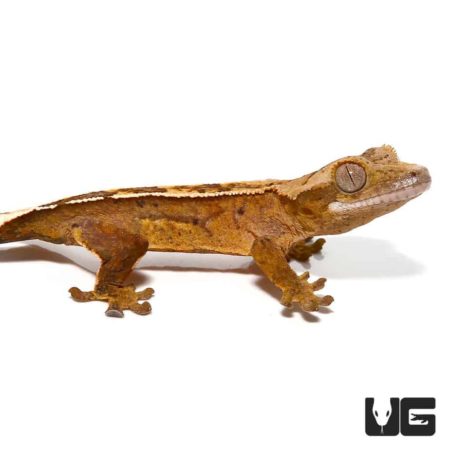 Baby Burnt Orange Reverse Pin Quadstripe Crested Gecko For Sale - Underground Reptiles