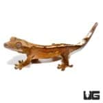Baby Burnt Orange Reverse Pin Quadstripe Crested Gecko For Sale - Underground Reptiles