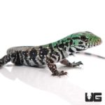 Baby Chacoan White Headed Tegu For Sale - Underground Reptiles