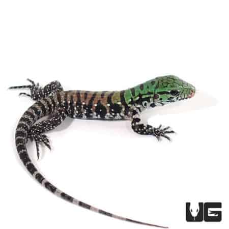 Baby Chacoan White Headed Tegu For Sale - Underground Reptiles