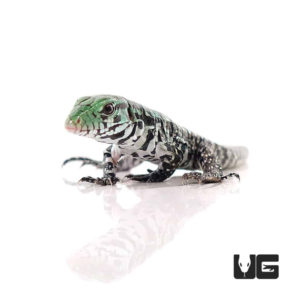 Chacoan White Headed Tegu For Sale Underground Reptiles