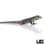 Baby Chacoan White Headed Tegu For Sale - Underground Reptiles