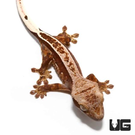 Baby Cream Patterned Pinstripe Porthole Crested Gecko For Sale - Underground Reptiles