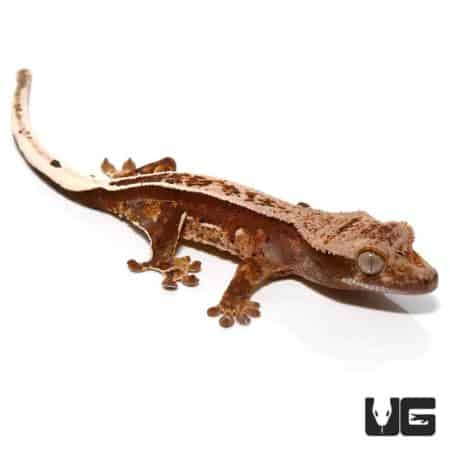 Baby Cream Patterned Pinstripe Porthole Crested Gecko For Sale - Underground Reptiles