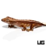 Baby Cream Patterned Pinstripe Porthole Crested Gecko For Sale - Underground Reptiles