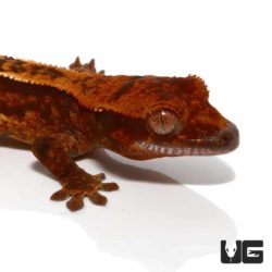Baby Dark Base Reverse Partial Pinstripe Crested Gecko For Sale - Underground Reptiles