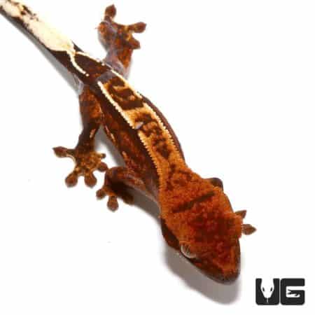 Baby Dark Base Reverse Partial Pinstripe Crested Gecko with vibrant coloration and unique patterning.