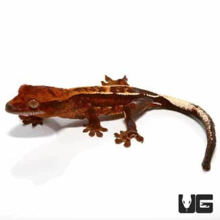 Baby Dark Base Reverse Partial Pinstripe Crested Gecko For Sale - Underground Reptiles