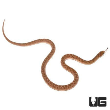 Baby African Egg Eating Snakes For Sale - Underground Reptiles