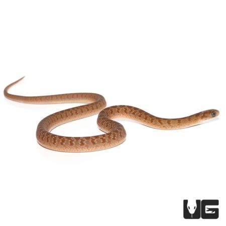 Baby African Egg Eating Snakes For Sale - Underground Reptiles