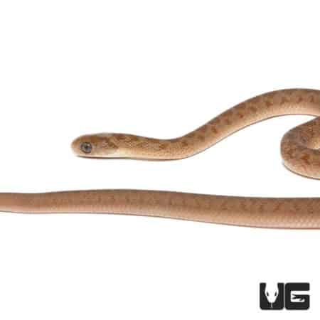 Baby African Egg Eating Snakes For Sale - Underground Reptiles