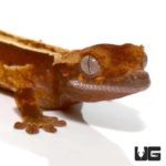 Baby Extreme Harlequin Porthole Pinstripe Crested Gecko For Sale - Underground Reptiles