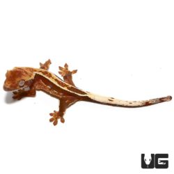 Baby Extreme Harlequin Porthole Pinstripe Crested Gecko For Sale - Underground Reptiles