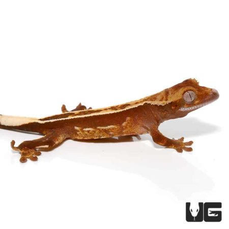 Baby Extreme Harlequin Porthole Pinstripe Crested Gecko For Sale - Underground Reptiles