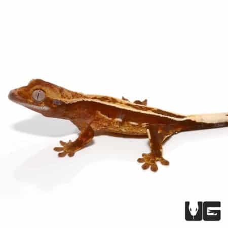 Baby Extreme Harlequin Porthole Pinstripe Crested Gecko For Sale - Underground Reptiles