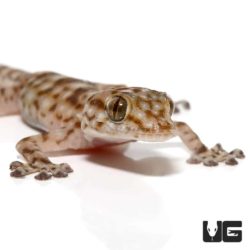 Baby Fan Footed Gecko For Sale - Underground Reptiles