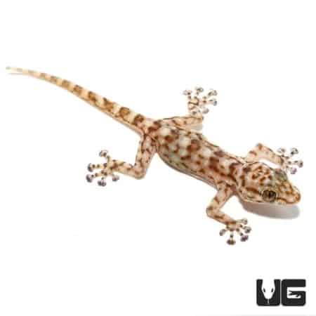 Baby Fan Footed Gecko For Sale - Underground Reptiles