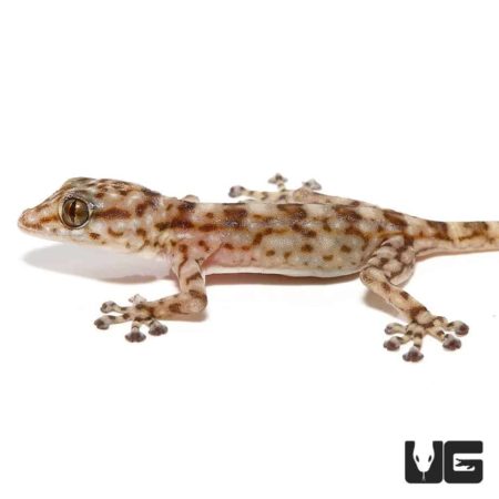 Baby Fan Footed Gecko For Sale - Underground Reptiles