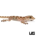 Baby Fan Footed Gecko For Sale - Underground Reptiles
