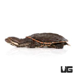 Baby Geoffrey’s Sideneck Turtles For Sale - Underground Reptiles