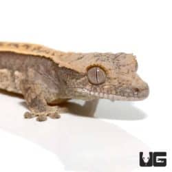 Baby Granite Base Harlequin Pinstripe Crested Gecko For Sale - Underground Reptiles