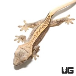 Baby Granite Base Harlequin Pinstripe Crested Gecko For Sale - Underground Reptiles