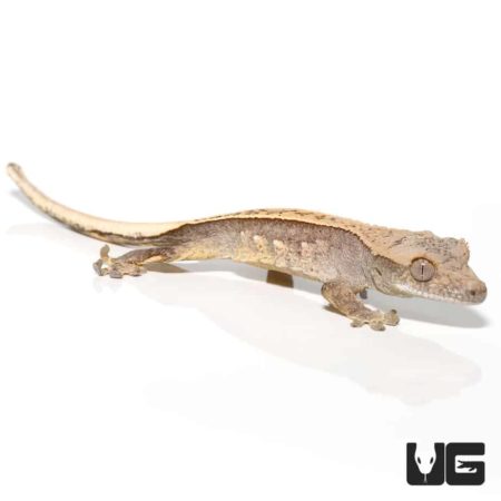 Baby Granite Base Harlequin Pinstripe Crested Gecko For Sale - Underground Reptiles