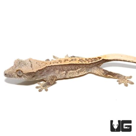 Baby Granite Base Harlequin Pinstripe Crested Gecko For Sale - Underground Reptiles