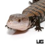 Baby Halmahera Blue Tongue Skinks For Sale - Underground Reptiles