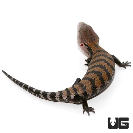 Baby Halmahera Blue Tongue Skinks For Sale - Underground Reptiles