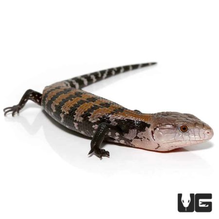 Baby Halmahera Blue Tongue Skinks For Sale - Underground Reptiles