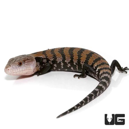 Blue Tongue Skink with distinctive striped pattern, native to Halmahera Island. Perfect for reptile.