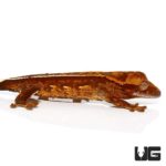 Baby Harlequin Porthole Reverse Pinstripe Crested Gecko For Sale - Underground Reptiles