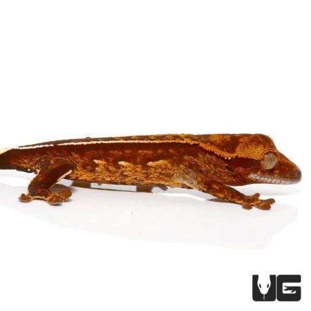 Baby Harlequin Porthole Reverse Pinstripe Crested Gecko For Sale - Underground Reptiles
