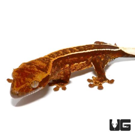 Baby Harlequin Porthole Reverse Pinstripe Crested Gecko For Sale - Underground Reptiles