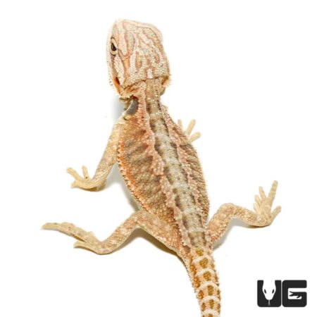 Baby Hypo inferno Bearded Dragons for sale - Underground Reptiles