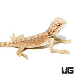 Baby Hypo inferno Bearded Dragons for sale - Underground Reptiles