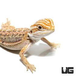 Baby Hypo Inferno Blue Bar Bearded Dragon For Sale - Underground Reptiles