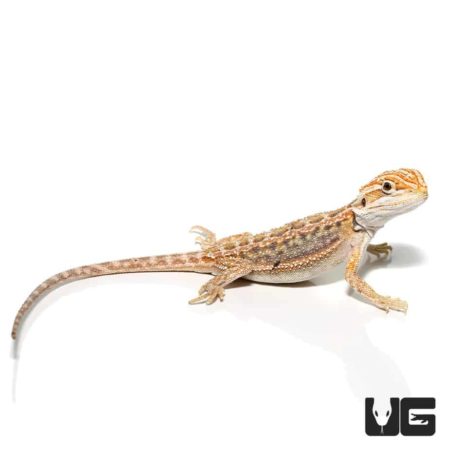 Baby Hypo Inferno Blue Bar Bearded Dragon For Sale - Underground Reptiles