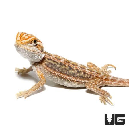 Baby Inferno Bearded Dragon For Sale - Underground Reptiles