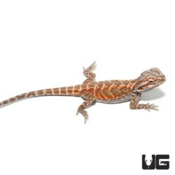Baby Hypo Leatherback Bearded Dragons For Sale - Underground Reptiles