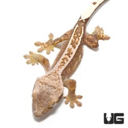 Baby Mocha Cream Pinstripe Porthole Crested Gecko For Sale - Underground Reptiles