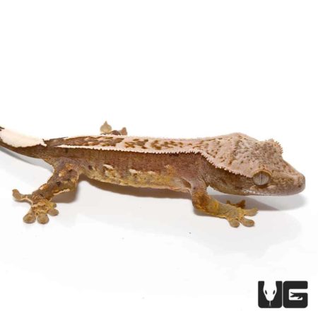 Baby Mocha Cream Pinstripe Porthole Crested Gecko For Sale - Underground Reptiles
