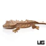 Baby Mocha Cream Pinstripe Porthole Crested Gecko For Sale - Underground Reptiles