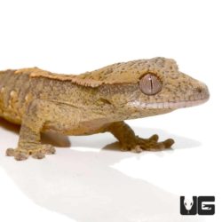 Baby Orange Flame Crested gecko For Sale - Underground Reptiles