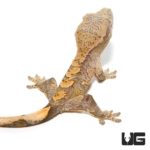 Baby Orange Flame Crested gecko For Sale - Underground Reptiles