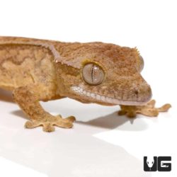 Baby Phantom Reverse Pinstripe Extreme Porthole Crested Gecko For Sale - Underground Reptiles