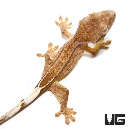 Baby Phantom Reverse Pinstripe Extreme Porthole Crested Gecko For Sale - Underground Reptiles
